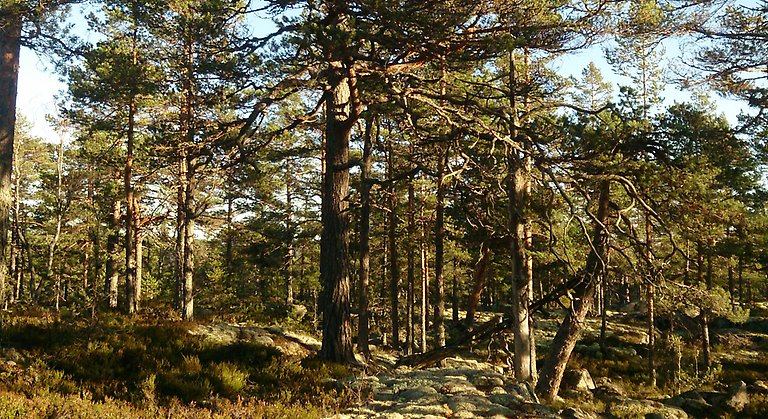 Berget är i huvudsak bevuxet med senvuxen hällmarkstallskog, som i svackorna övergår i hänglavsrik barrblandskog. Foto: Länsstyrelsen Gävleborg