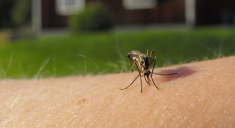 En mygga som sitter på en arm