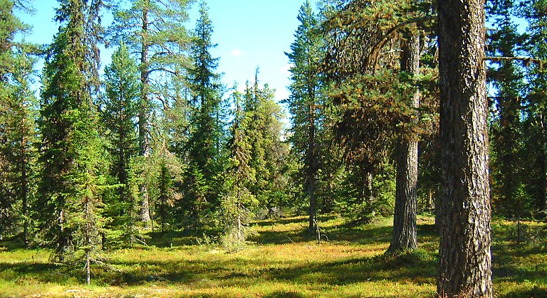 Bilden visar vackra gammelskogar i reservatet.