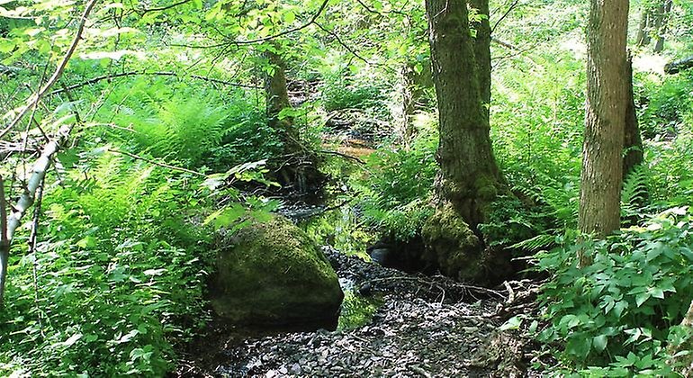 Ett litet och ganska uttorkat vattendrag slingrar sig genom en lummig lövskog.