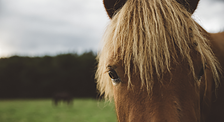 Närbild på en brun häst som tittar nyfiket in i kameran. 