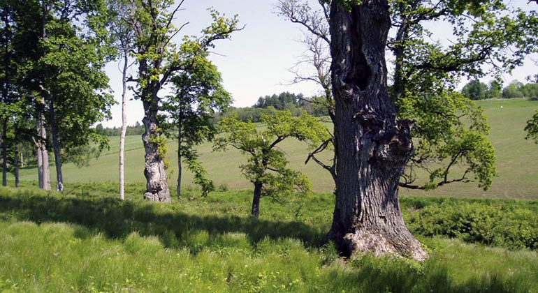 Sluttande betesmark med gamla ekar, i bakgrunden åkermark