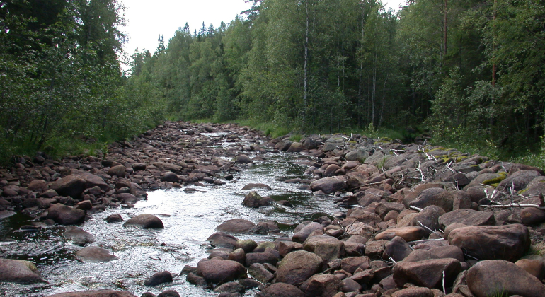 Vatten rinner i stenigt vattendrag omgivet av skog.