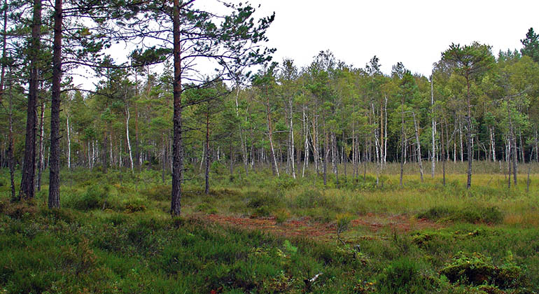 Öppen våtmark omgiven av gles tallskog