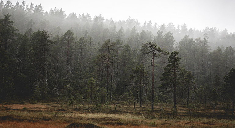 Averåfjällets skogbeklädda höjder kantas av myrmarker. Dimma döljer delvis skogen.