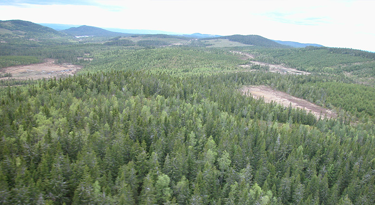 Flygbild visar hur skog och myr avlöser varandra i landskapet.