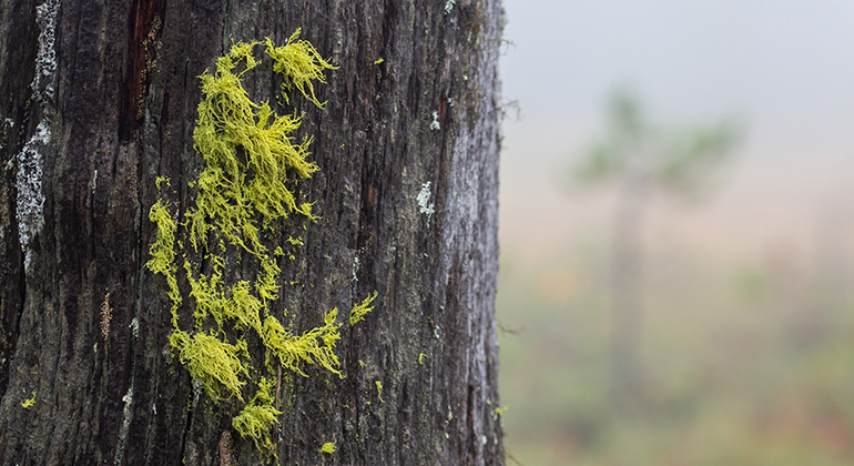 Gulgrön lav sticker ut från den grå trädstammen. Varglaven är ovanlig i Värmland men vanligare norrut.