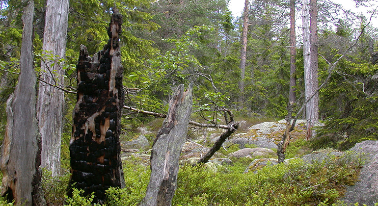 Barrskog med inslag av förkolnade stammar från tidigare skogsbrand.