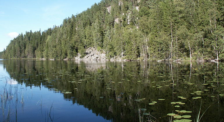 Skogbeklätt berg som speglas i tjärn. I vattnet syns blad av näckrosor. På bergskanten ser man hur det rasat ner stenar mot sjön.