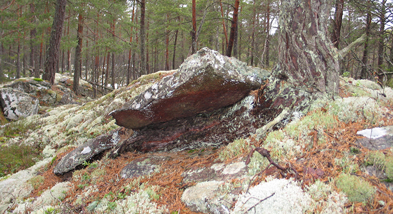 Stenblock i skogsmiljö med barrträd och lavar