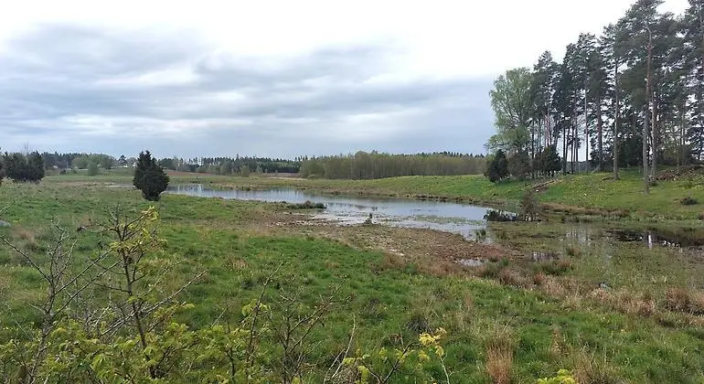 Får på bete si ett stenröse.