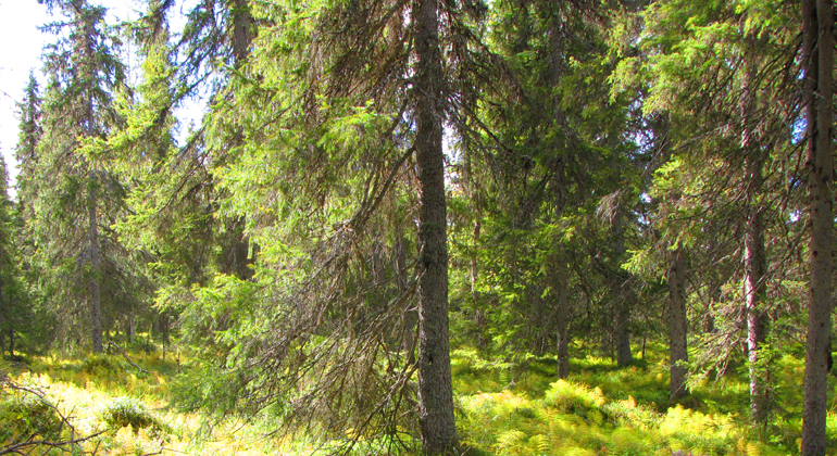 Bilden visar en gammal granskog. Foto: Länsstyrelsen Norrbotten