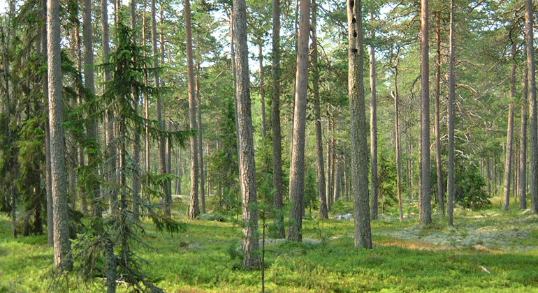 I reservatet finns lättvandrade tallhedar. Foto: Länsstyrelsen Norrbotten