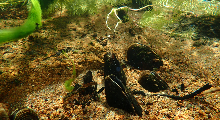 Bild på några flodpärmusslor på sandbotten i en bäck.