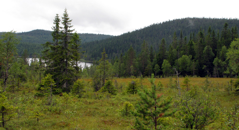 Havsjöskogen. Foto Dick Östberg. I förgrunden syns en sluttande myr. Längre bort i bilden ser man en sjö och skogsbeklädda höjder.