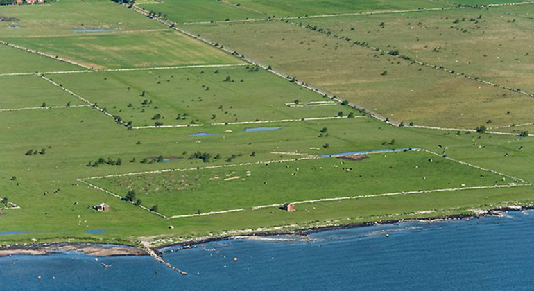 flygbild över kustlandskap med stenmurar och betesmark