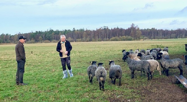 En bild på Sune Liljeström, ståendes till höger vid ett gäng får. Till vänster i bild syns fårägaren Björn Eriksson. Båda männen tittar på fåren som nyfiket tittar tillbaka. 