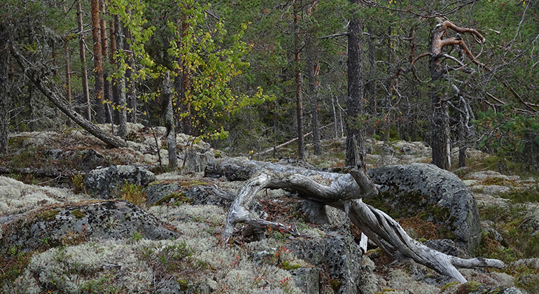 Stora stenar med mossa i skog.