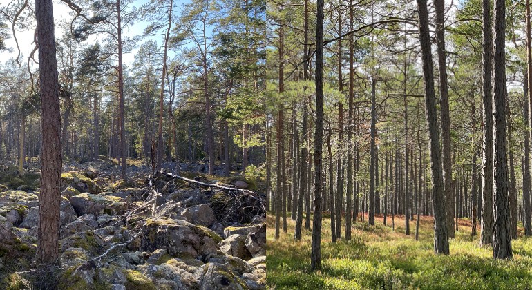 Tallskog från Hornsö och Böda, kollage