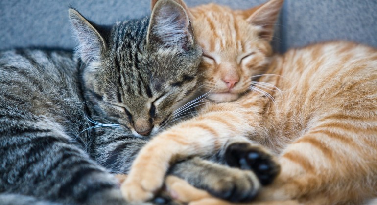 Två små katter som sover på varandra.