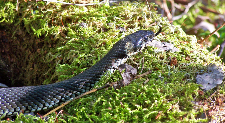 Närbild på ormen snok, med sina vitgula fläckar på sidan om huvudet. Resten av kroppen är gråsvart och glänsande i ett rutmönster.