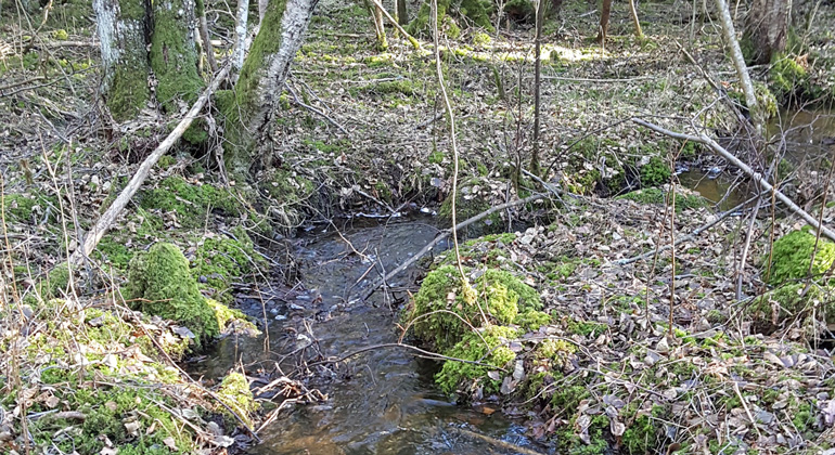 Bäck som rinner fram i Karshults naturreservat. Foto: Motala kommun