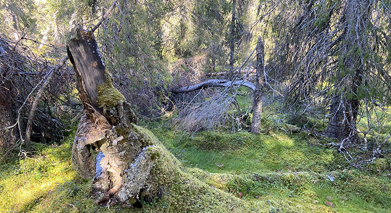 Barrskog med solbelysta lingon i förgrunden. 