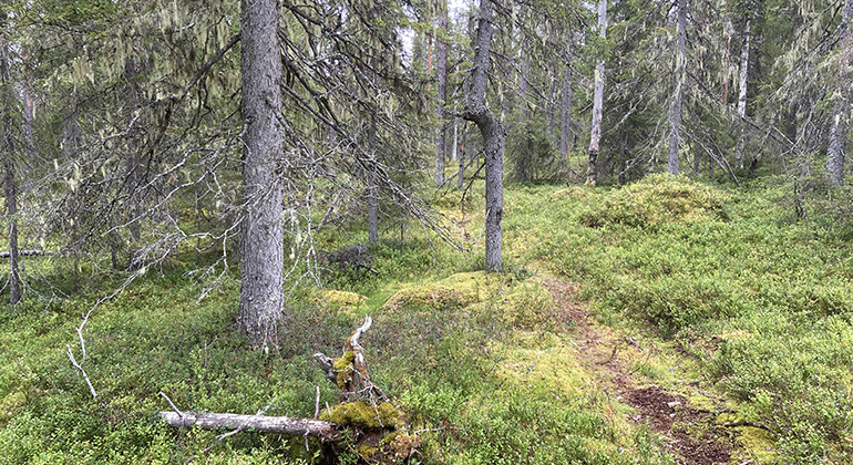Barrskog med lavhängda granar och en liten stig.