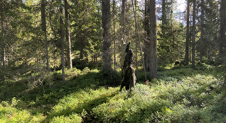 Gammal barrskog med solbelyst bränt dött träd. Foto. 