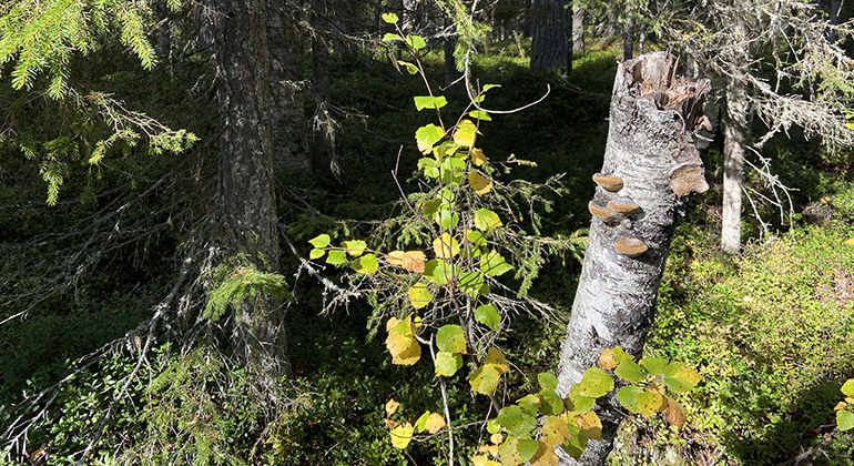 En solbelyst björkstam med tickor i en barrskog. Foto.