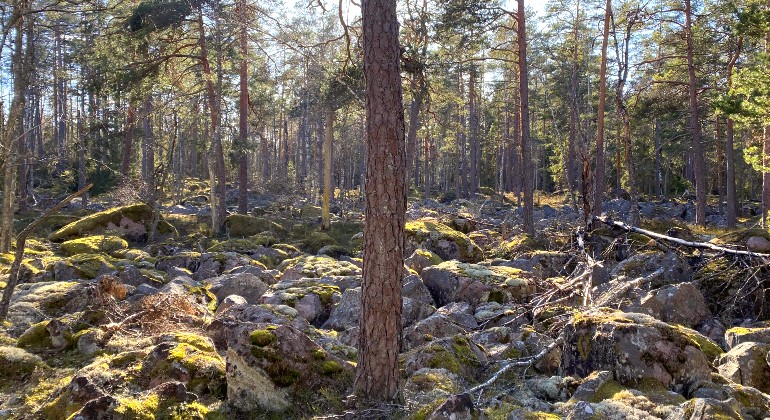 Mycket stenig tallskog i Hornsöområdet