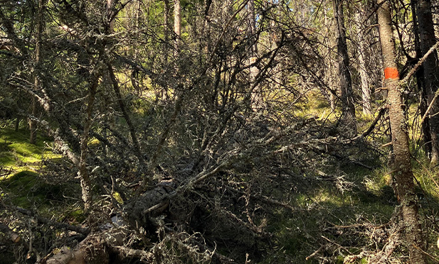 Pericolo di caduta di alberi – Il consiglio di amministrazione della contea sconsiglia di visitare