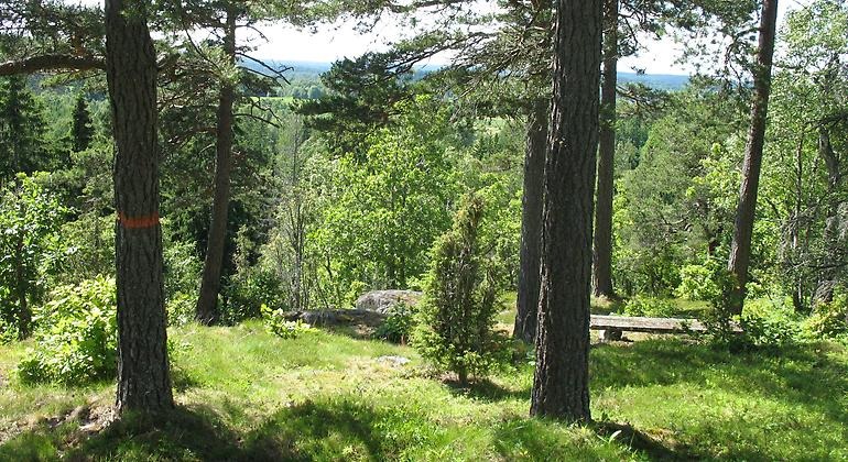 Det står en bänk vid utsikten från Oxhagsberget. Bänken är ogiven av en gles tallskog med inslag av lövträd och en. 