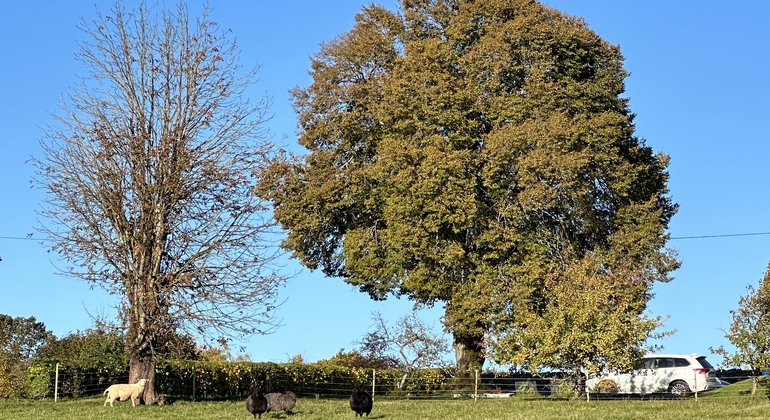 Ett stor och lövrikt träd i bakgrunden, en vit bil till höger om trädet och flera får i förgrunden som är både vita och svarta