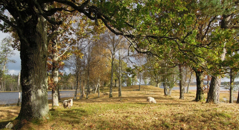 Udden sträcker sig ut i sjön, bevuxen med ekar som börjat skifta i höstens färger. Ett par får betar gräs i området.