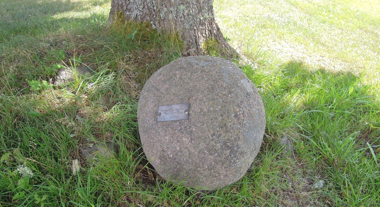 En rund stor sten ligger intill ett träd.