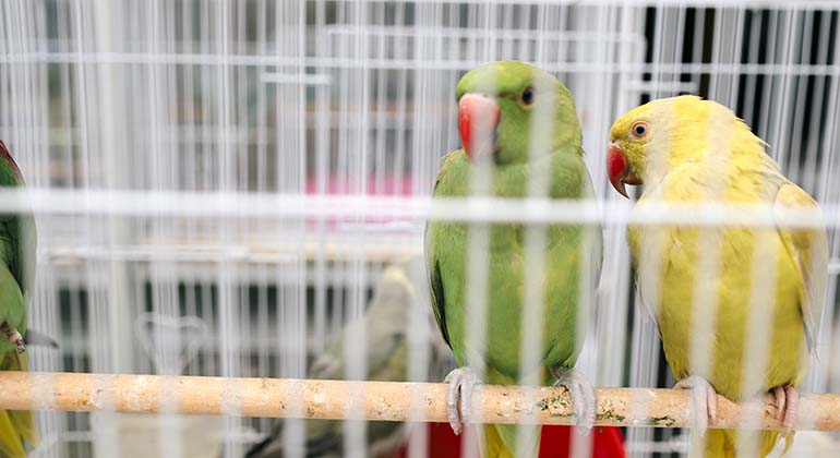 Två papegojor, en gul och en grön, sitter i en fågelbur.