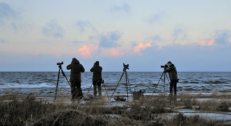 Flera fågelskådare med kikare ute vid stenig strandkant. 