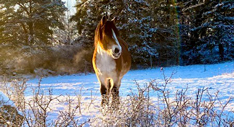 Häst i vinterlandskap.
