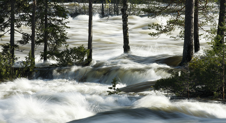 Vårfloden forsar fram genom skogen. Vattenmassorna är större än vad marken kan ta emot. Foto.