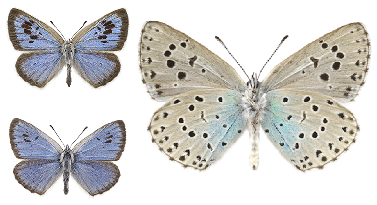 Till vänster två bilder på blå fjärilsvingar med blå fläckar. Till höger grå undersida av fjärilsvingar med svarta prickar.