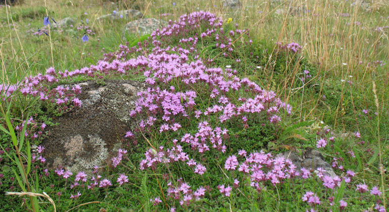 En lågväxande växt med rosa blommor på marken, en sten och gräs syns.