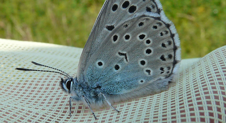 En fjäril med ihopslagna vingar som sitter på ett vitt nät. Vingarna är grå med svarta prickar.