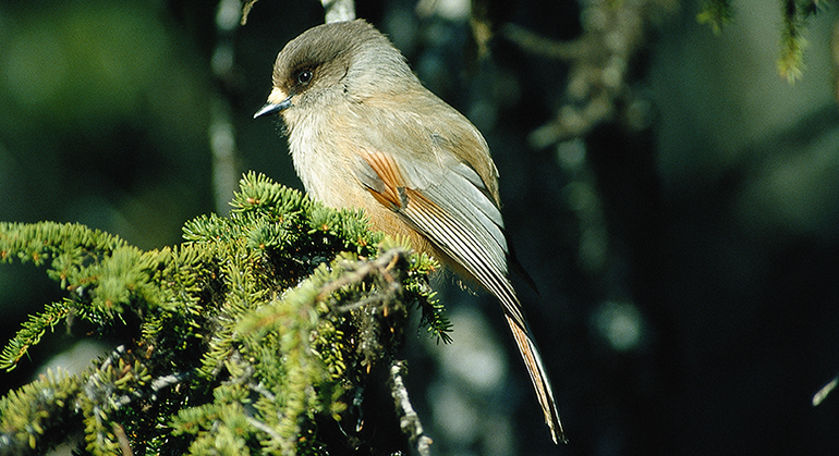 Bilden visar en lavskrika som är rostbrun och gråaktig i färgen och sitter i en gran.