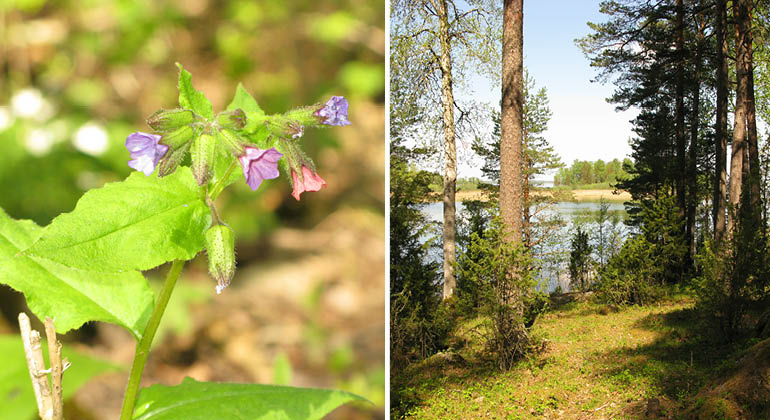 Skog och lungört i naturreservatet Kalvnäset