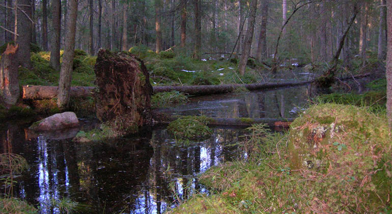 Sumpskog i naturreservatet Knaperberget
