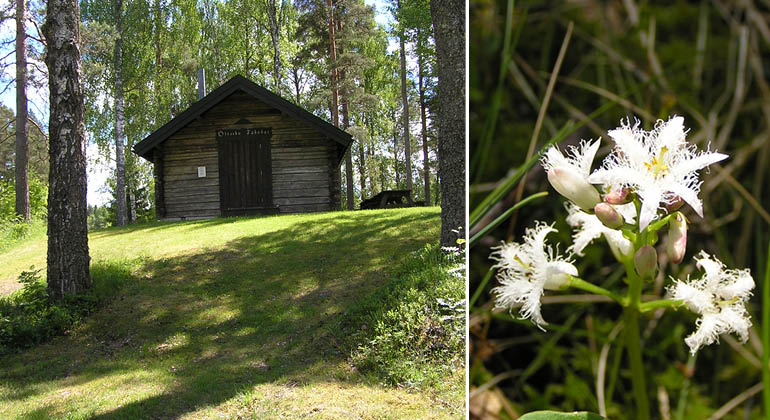 Vattenklöver och Österbo fäbodar i naturreservatet Nordansjö