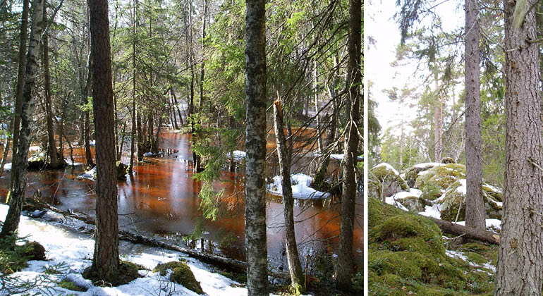 Skog och snösmältning i naturreservatet Pansarudden