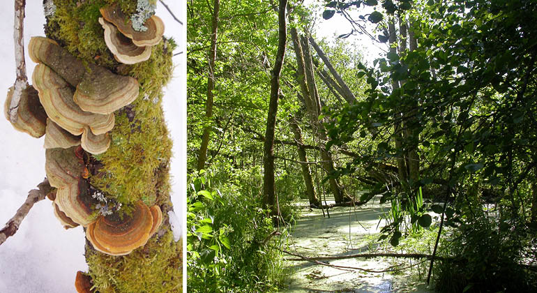 Våtmark och tickor i naturreservatet Rickebasta alsumpskog