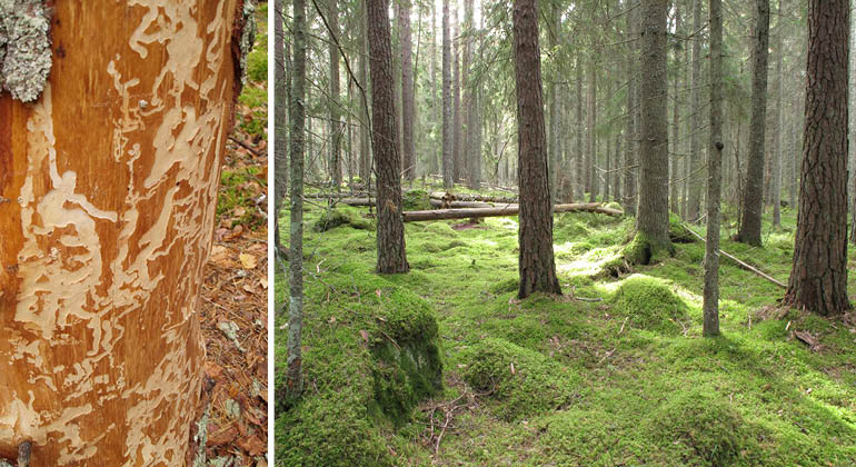 Skog och spår av insekter under barken på ett träd i naturreservatet Risboskogen